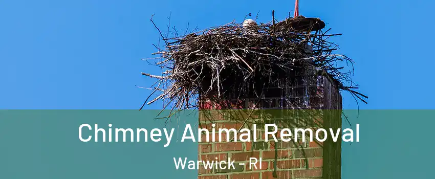  Chimney Animal Removal Warwick - RI
