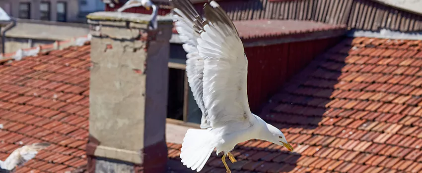 Residential Chimney Animal Removal Solution in Warwick, RI